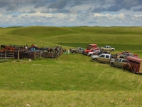 Branding at Laturnus Ranch © Don Brown. Prints available for sale.