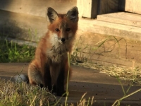 Fox at Don's Place © Don Brown. Prints available for sale.