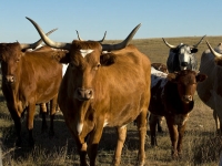Long Horn Cattle at Kornfeld Ranch © Don Brown. Prints available for sale.