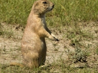 Prairie Dog in Grasslands National Park © Don Brown. Prints available for sale.
