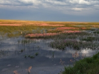 Prairie Slough © Don Brown. Prints available for sale.